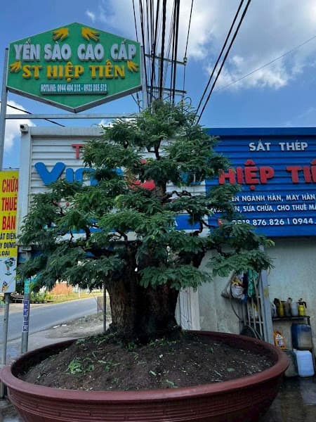 Hình ảnh Yến Sào Hiệp Tiến Đồng Nai - 6