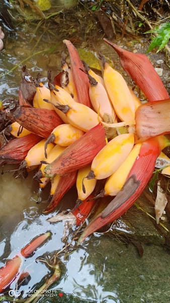 Hình ảnh Karaoke Phương Ly - 2