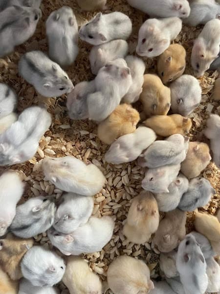 Hình ảnh Home Pet's - Chuột Hamster Hải Phòng - 6