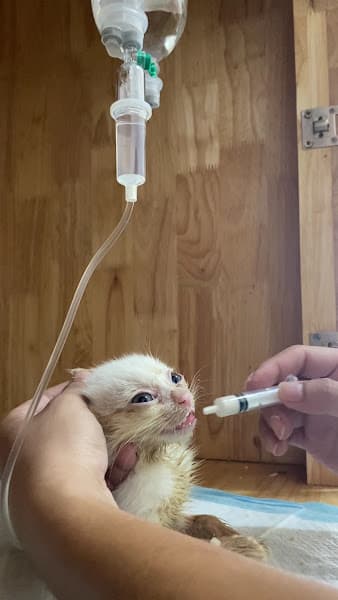 Ảnh bìa Phòng Khám Thú Y Babu Pet