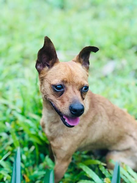 Hình ảnh Chăm Sóc Thú Cưng HI PET - 4