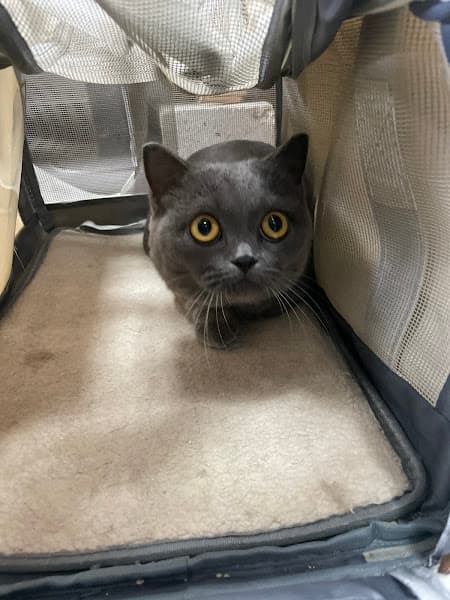 Hình ảnh Bệnh Viện Thú Y PetHealth Hải Phòng - 7