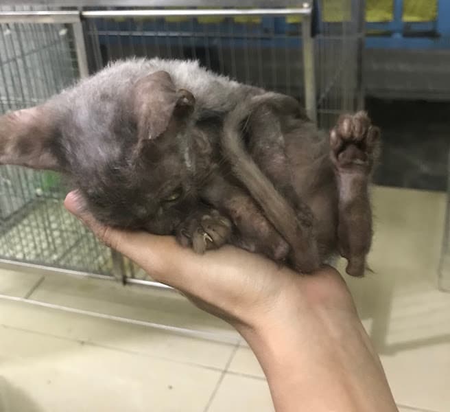 Hình ảnh Dịch vụ thú y Hope (688B Thiên Lôi) - 7