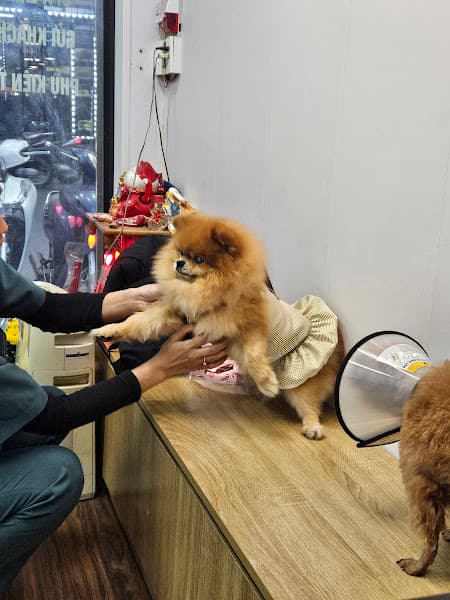 Hình ảnh Phòng khám thú y K-Pet - 3