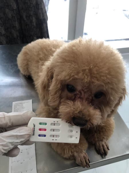 Hình ảnh Phòng Khám Thú Y Medi Pet - Đà Nẵng - 2