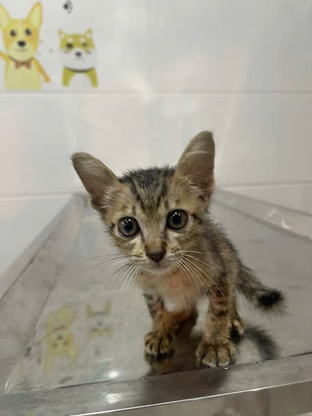 Ảnh bìa Phòng Khám Thú Y PET LIBERTY