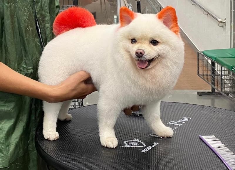 Hình ảnh Spa Chăm Sóc Chó Mèo TiNy Pet House - 4