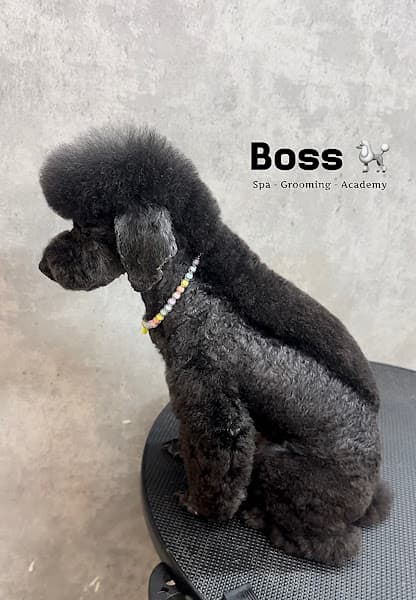 Hình ảnh Boss Spa - Grooming - Dịch vụ chăm sóc thú cưng Cần Thơ - 3