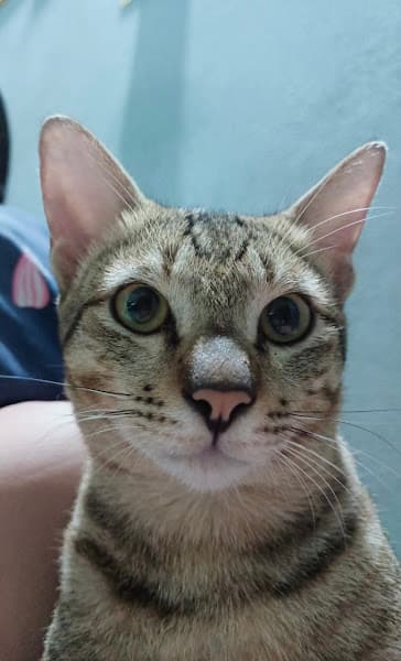 Hình ảnh Răng Sún Pet Shop - Thức ăn thú cưng - 2