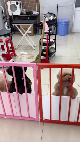 Hình ảnh Nhà Chó Mèo petshop - 4
