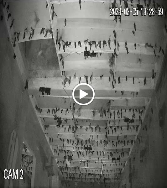 Hình ảnh Yến sào xứ Thanh - 4