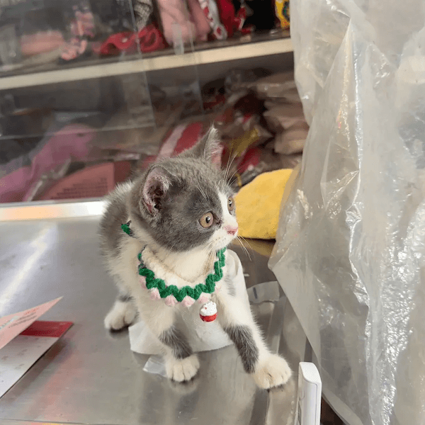 Hình ảnh Thú Y Gia Phát - 4