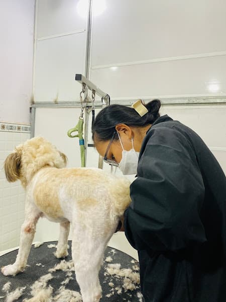 Hình ảnh Gold Pet Lấp Vò - 2