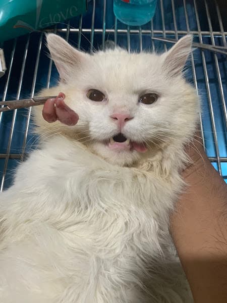 Hình ảnh Phòng Khám Thú Y 24H Chợ Mới AnGiang_Angiang Pet Clinic - 2