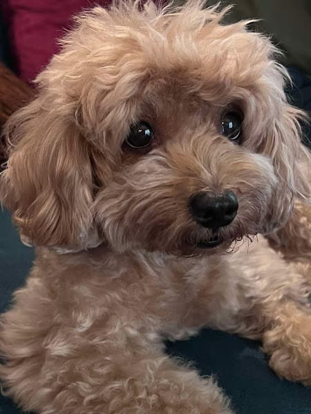 Hình ảnh Rơm Ơi Pet Care - 3