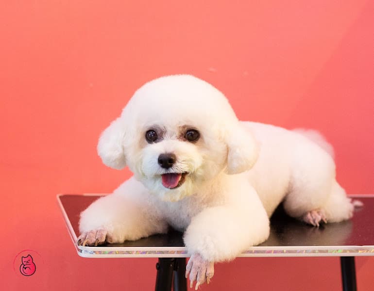 Hình ảnh Peaky Pet Shop - Shop Thú Cưng Hải Phòng - 3