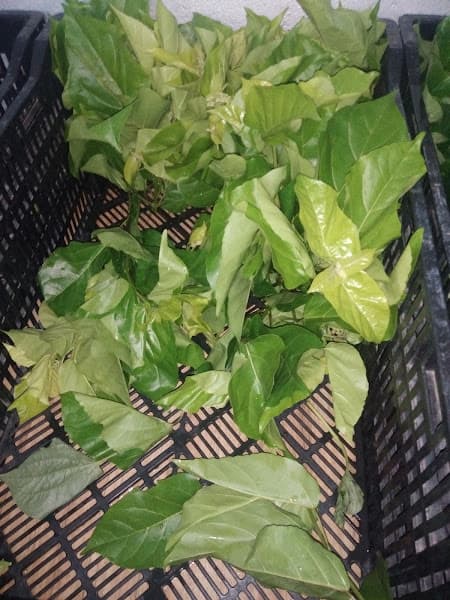 Hình ảnh Bánh xèo Miền Tây - 3