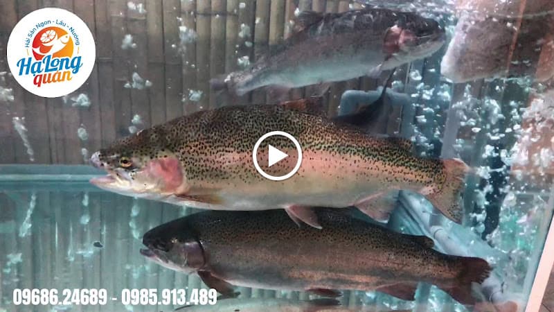 Hình ảnh Hạ Long Quán - 4