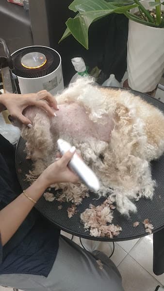 Hình ảnh LaLa PET - 2