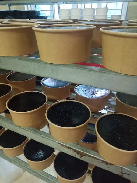 Cửa hàng thạch đen Su Hào