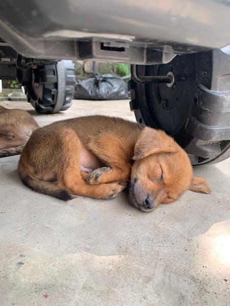 Hình ảnh Thu Hương Pet Care - 5