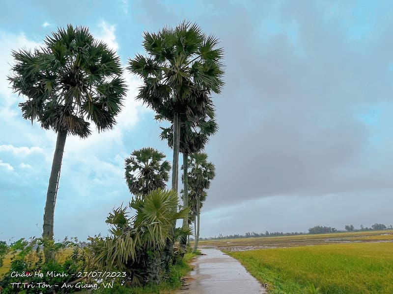 Ảnh bìa Hàng Thốt Nốt Khmer Trái Tim