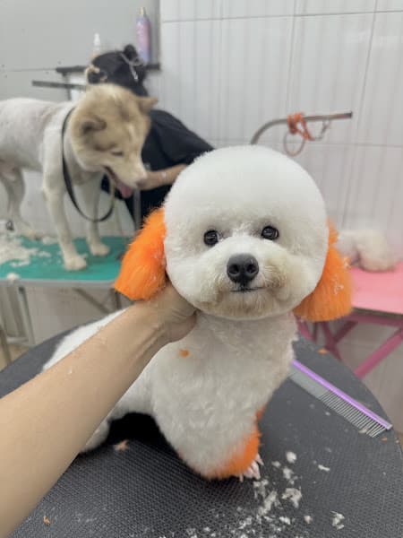 Hình ảnh TINI PET Center QUẢNG NGÃI - 3