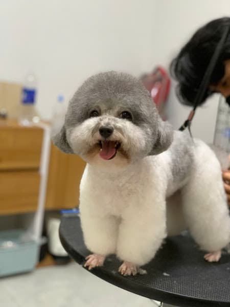 Hình ảnh Pet's Paw - Dịch vụ thú cưng ( Spa pet) - 3