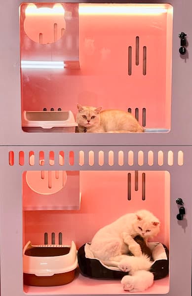 Lưu trú Chó Mèo - Min&Moon Pet Hotel