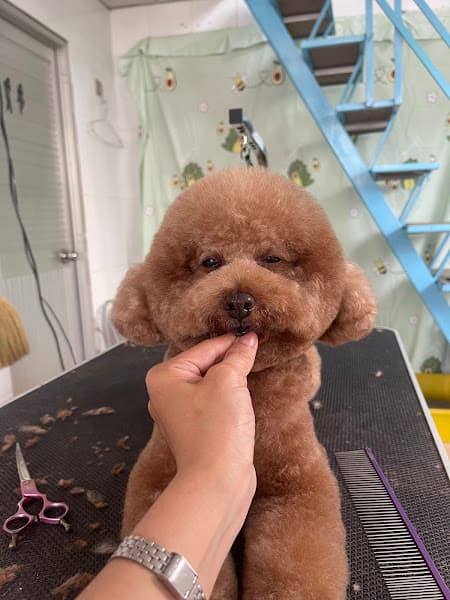 Hình ảnh Tiệm Cắt Tỉa Lông Thú Cưng Vĩnh Long - Cô Nhung Groomer - 4