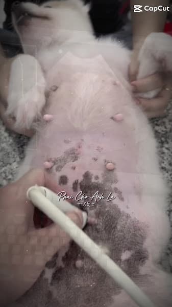 Hình ảnh Bệnh viện thú y VPET - 3