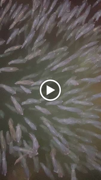 Hình ảnh Nhà Hàng Mực Nhảy Lý Hộ Vũng Áng - 4