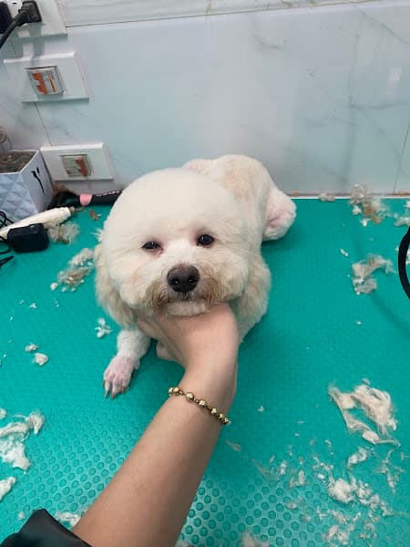 Hình ảnh ThảoPetHouse - Spa Thú Cưng - 3