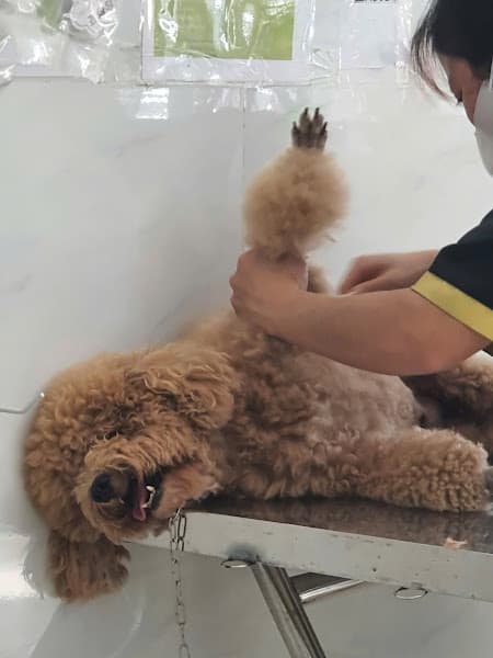 Hình ảnh Phòng Khám Thú Y Nha Trang City - 2