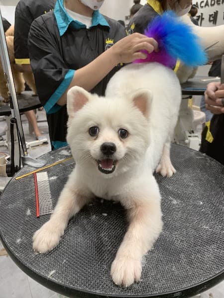 Hình ảnh Waiwai Pet Beauty - 3