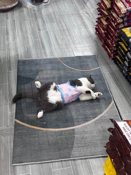 Hình ảnh Nhà Là Mèo - 3