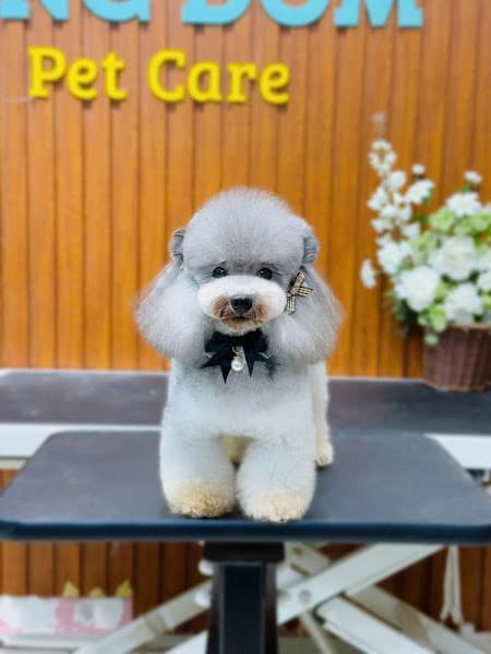 Hình ảnh Xóm Mèo - 4