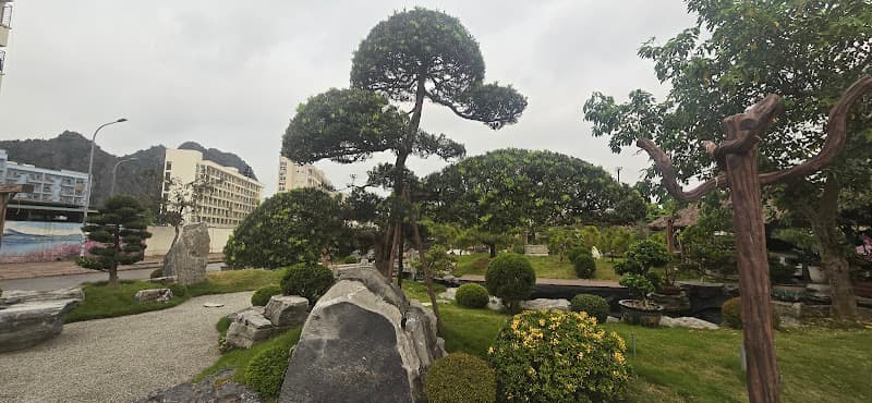 Hình ảnh CÂY XANH QUẢNG NINH - 6