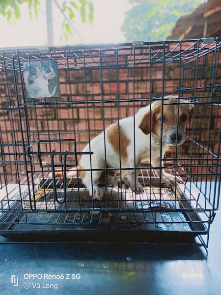 Ảnh bìa Thú Y Long Tuyền