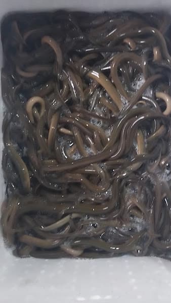 Hình ảnh Quán Thu Mai Đặc Sản Cháo Lươn Đồng Hàu Sữa - 2