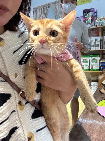 Pet Home - Gia Đình & Thú Cưng BMT