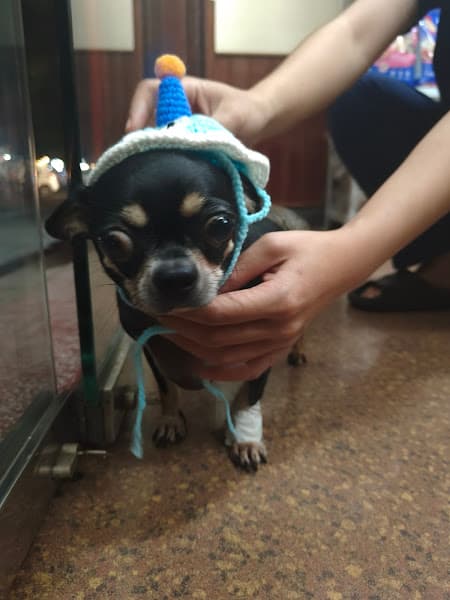 Hình ảnh Phòng khám Thú y Winnipet - 3