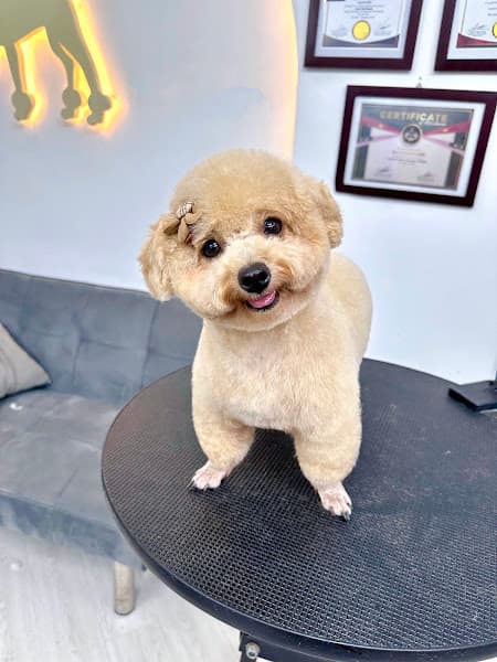 Bùi Hồng Linh - Chăm Sóc Thú Cưng Huế