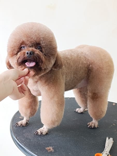 Hình ảnh Pet Xinh Tuyên Quang - Chuyên cắt tỉa lông thú cưng 13 bước - 2