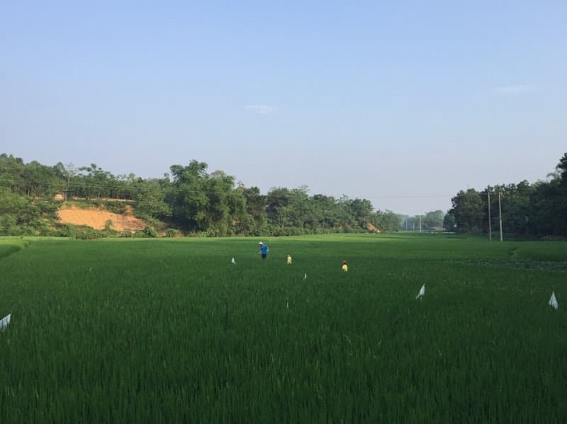 Hình ảnh Di tích Lịch sử Văn hóa Đình Chẻm - 2