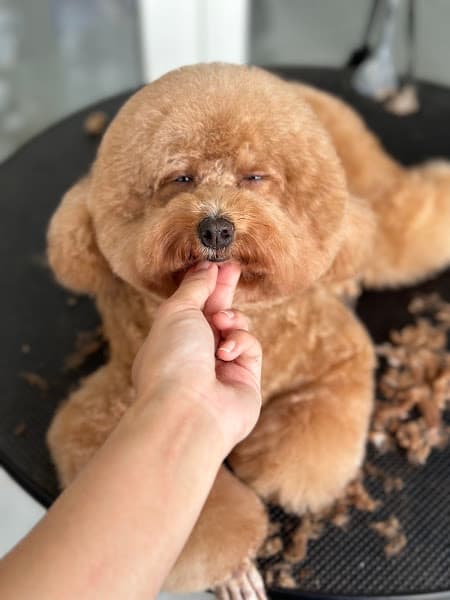 Hình ảnh THƠM tiệm làm đẹp thú cưng - 2