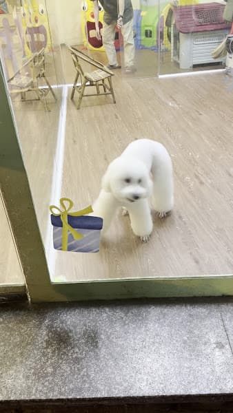 Hình ảnh PAO PET - Spa Thú Cưng Chi Nhánh Tân Bình - 2