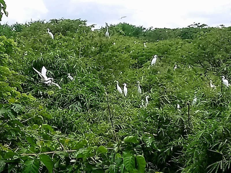 Hình ảnh Vườn Cò Bằng Lăng - 6