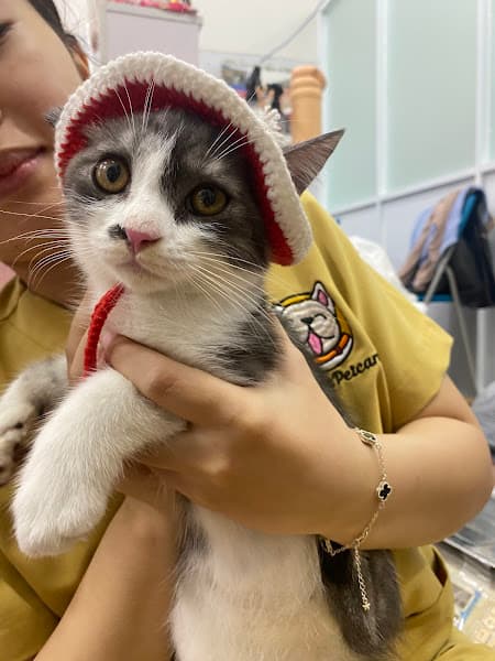 Hình ảnh Phòng Khám Thú Y Pidian Pet Care Bác Sĩ Diễm - 5