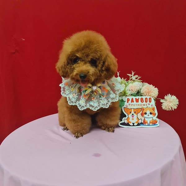 Hình ảnh PAW BOO PET HOME - 2